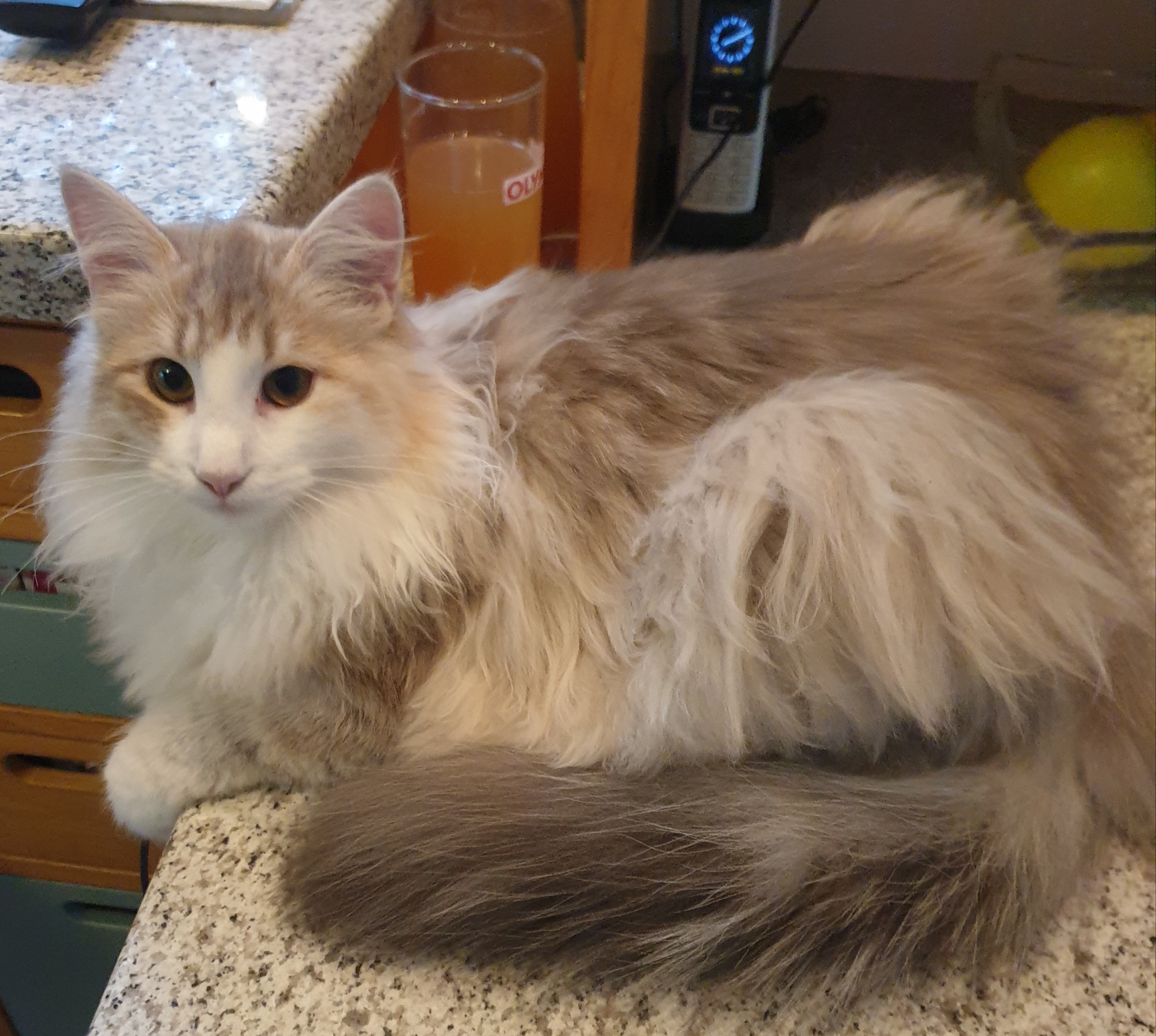 GICH. Justine vom Lindwurmland